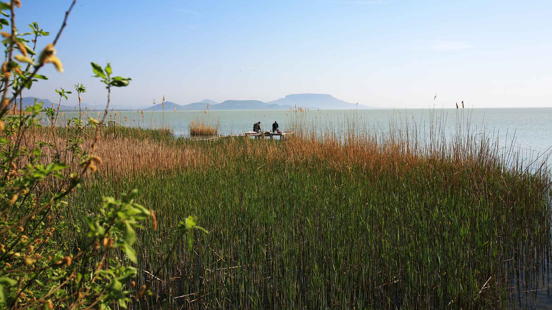 A horgászok örülnek a Balaton északi partján, a vízparton meghonosodott nádasoknak